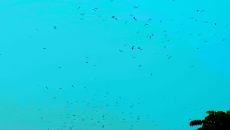 murmuration-of-birds-circling-in-the-sky