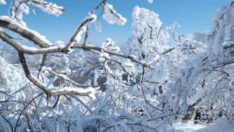 Schneebedeckte-Waldbäume-Und-Wanderer,-Die-Am-Berg-Balwangsan-Wandern,-Mona-Park,-Spaziergang-Durch-Das-Winterwunderland,-Pyeongchang-gun,-Gangwon-do,-Südkorea---Zeitlupen-Rückzug