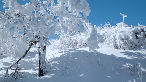 Schneeverwehungen-Und-Schneebedeckte-Bäume-Bei-Kaltem,-Sonnigem-Winterwetter-Am-Berg-Balwangsan,-Gangwon-do---Schwenkbewegung-In-Zeitlupe