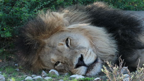 Nahaufnahme-Eines-Schlafenden-Löwenkopfes