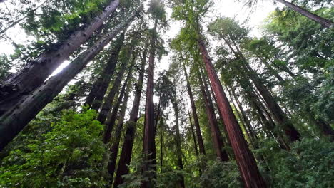 POV-shot-looking-on-redwood-trees,-tilting-to-people-on-the-trails-in-the-Muir-Woods,-USA