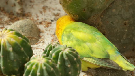 Fischer's-Lovebird-Walking-In-Desert-Foraging-Food-on-the-Ground-Between-Rocks-and-Cactuses