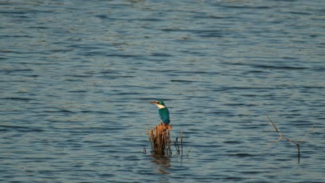 Die-Kamera-Gleitet-Nach-Links-Und-Zoomt-Heraus,-Um-Diesen-Vogel-Zu-Zeigen,-Der-Mitten-Im-Wasser-Thront:-Halsband-Eisvogel-Todiramphus-Chloris,-Thailand