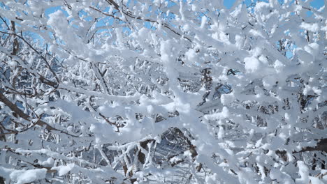 Trees-Branches-in-Alps-Covered-With-Frozen-Snow-in-Cold-Sunny-Winter-Weather-Slow-Motion---pull-back