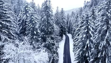 Aerial-ascending-tilt-down-view-of-a-winter-rural-road-among-snow-capped-evergreen-trees