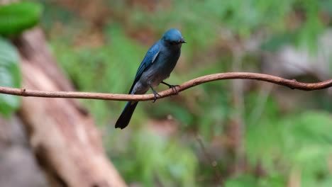 Zooming-out-while-it-looks-around,-Verditer-Flycatcher-Eumyias-thalassinus-Female,-Thailand