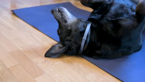 Un-Perro-Labrador-Negro-Mayor-Sobre-Una-Estera-De-Yoga-Azul-Mientras-Rueda-Juguetonamente-Para-Llamar-La-Atención-Y-La-Ternura