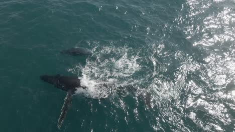 Vista-Aérea-De-Una-Cría-De-Ballena-Jorobada-Con-Su-Madre-Golpeando-Sus-Aletas.