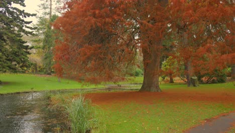 Ein-Baum-Mit-Abgefallenen-Blättern,-Die-Das-Gras-Neben-Einem-Teich-Im-Park-Bedecken