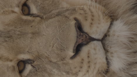 Vertical-shot-of-lion-face-extreme-close-up