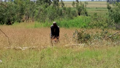 Deforestation,-Black-man-cut-a-tree-on-the-ground-with-a-chainsaw