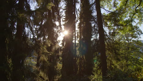 Sonne-Scheint-Durch-Hohe-Fichten-Im-Wald-In-Baden-Baden,-Deutschland