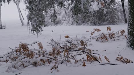 Schnee-Fällt-Auf-Die-Trockenen-Zweige.-Winterwildtiere
