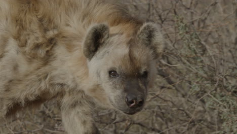 Close-up-of-a-hyena-african-wild-life