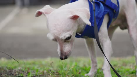 Nahaufnahme-Eines-Weißen-Kahlen-Toy-Pudel-Hund-An-Der-Leine-Im-Freien-Riechen-Gras