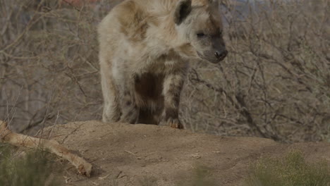 Afrikanische-Hyäne-In-Zeitlupe-Auf-Der-Jagd