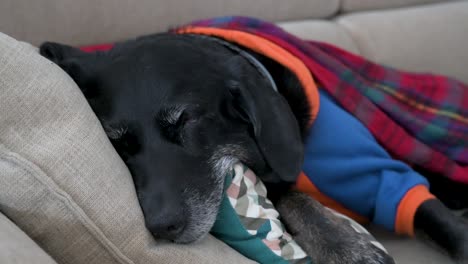 Durante-Un-Frío-Día-De-Invierno,-Un-Perro-Labrador-Mayor-Está-Envuelto-En-Una-Manta-Roja-Y-Usando-Una-Chaqueta-Mientras-Duerme-En-Un-Sofá