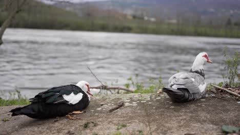 Muscovy-ducks-preening-on-tranquil-riverside