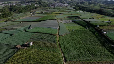 Plantación-De-Hortalizas-En-La-Ladera-Del-Monte,-Indonesia.