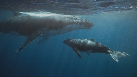 Swimming-With-Humpback-Whales-In-Vava'u-Tonga