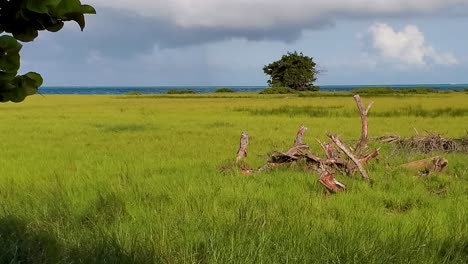 natural-wild-scene-green-grass-move-with-sea-breeze,-caribbean-background