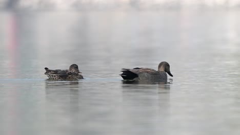 Two-gadwalls-swimming-around-on-a-lake-in-the-morning-sunshine