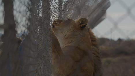 Löwen-Fressen-Durch-Einen-Zaun-Im-Zoo