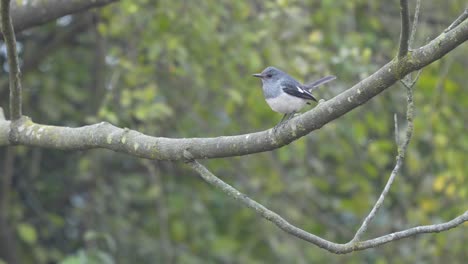 A-Plumbeous-Water-Redstart-perched-on-a-branch