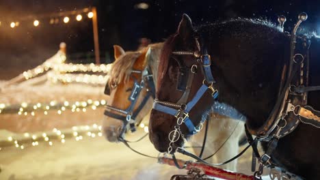 Slow-Motion-of-Snowflakes-Falling-on-Harnessed-Carriage-Horses-on-Cold-Winter-Night,-Christmas-Scenery