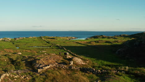 Explore-Connemara,-Galway,-Irlanda,-Con-Una-Cautivadora-Toma-De-Paralaje-Desde-Un-Dron-Que-Resalta-El-Exuberante-Paisaje-Verde,-El-Burren,-El-Océano-Atlántico-Y-La-Encantadora-Presencia-De-Las-Vacas.