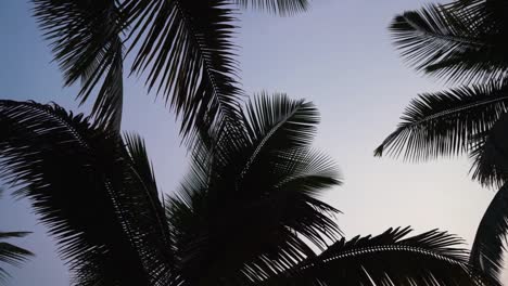 Grüne-Palmblätter-Gegen-Den-Blauen-Himmel,-Tropisches-Paradies