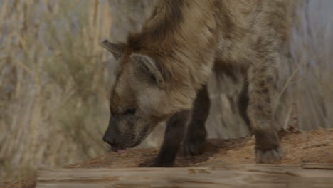 Slow-motion-hyena-licking-lips