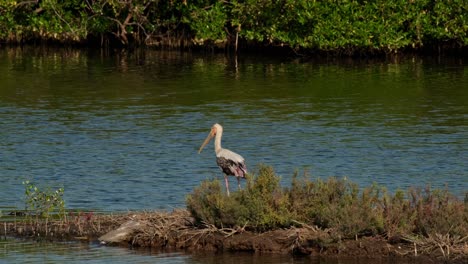 Moving-towards-the-right-and-returns-back-going-to-the-left-as-it-is-searching-for-something,-Painted-Stork-Mycteria-leucocephala,-Thailand