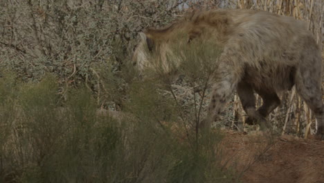 Hiena-Africana-Manchada-Caminando-En-Cámara-Lenta
