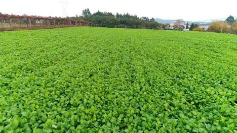 Aerial-Shot-of-Cultivated-Agriculture-Field