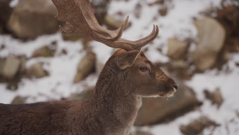 Fallow-Buck-Deer-With-A-Huge-Antler-In-Winter-Nature