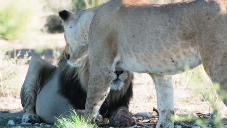 León-Africano-Con-Leona-En-La-Sabana---Cerrar