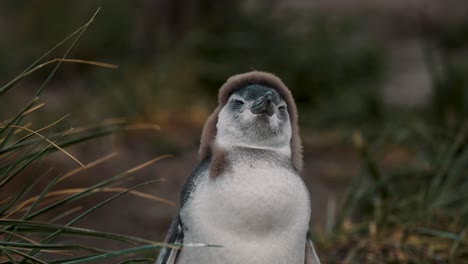 Primer-Plano-De-Un-Polluelo-De-Pingüino-Magallánico-En-Un-Día-Ventoso-En-Isla-Martillo-En-Tierra-De-Fuego,-Argentina
