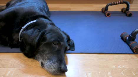 A-senior-black-Labrador-dog-lays-comfortably-on-a-yoga-mat,-initially-designated-for-or-its-owner's-exercise