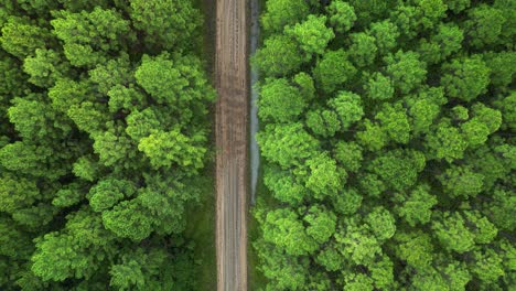 Aerial-view-looking-down-at-an-old-logging-road-cutting-through-a-Pine-Forest-Plantation