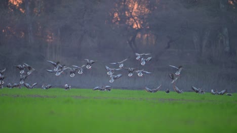 Herde-Graugänse-Landen-Im-Sonnenuntergang-Auf-Feldern