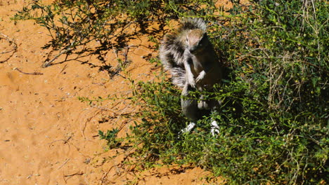 South-African-Ground-squirrel-upright-on-hind-legs-scanning-surroundings