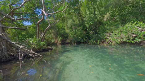 Niedriger-FPV-Flug-über-Den-Fluss-Cano-Frio-Mit-Mangrovenbäumen-Und-üppigem-Grünpanorama
