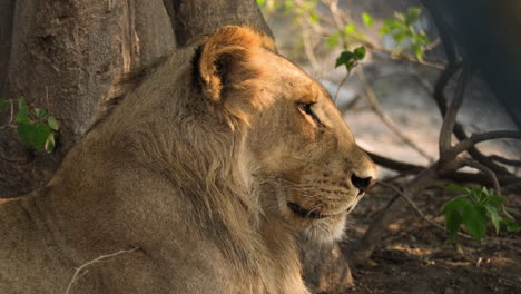 Junger-Männlicher-Löwe-Ruht-Im-Afrikanischen-Wildreservat