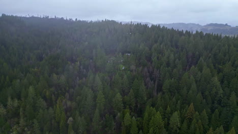 Vista-Aérea-Por-Drones-De-Pinos-Verdes-En-El-Monumento-Nacional-De-Muir-Woods