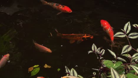 Beautiful-koi-fish-swim-in-decorative-pond,-static-view