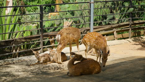 Vietnamesische-Oder-Indochinesische-Sikahirsche-Mit-Kitzen-Ruhen-Im-Sonnenlicht-Im-Außengehege-Im-Mongo-Land-Zoo-Dalat,-Vietnam