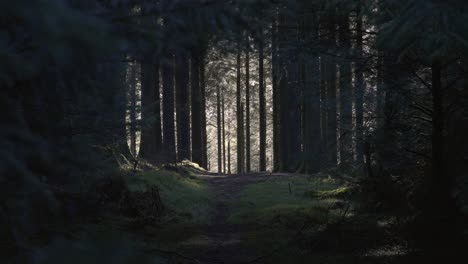 Blick-Vom-Fußweg-Im-Englischen-Wald-4k