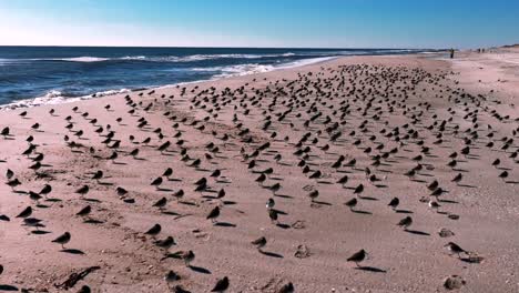 A-low-angle-view-of-a-large-flock-of-sandpipers-standing-on-an-empty-beach-on-a-sunny-day