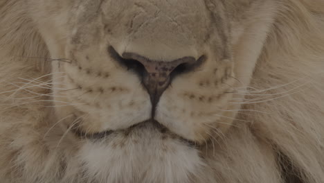 Lion-mouth-and-nose-extreme-close-up